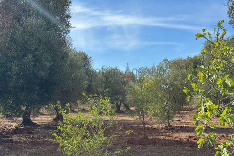 Helårsgrund i Carovigno, Brindisi, Carovigno - € 68.000 | Ref: 122778 - foto 3